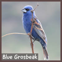 Blue Grosbeak